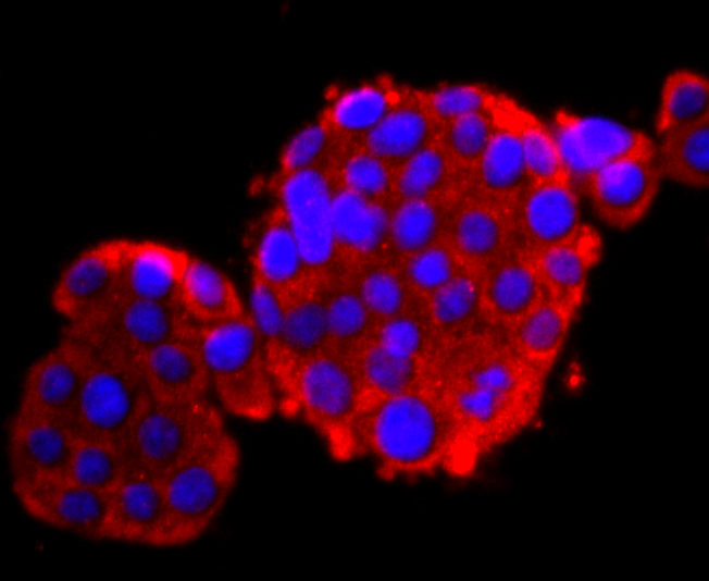 Calbindin Rabbit mAb