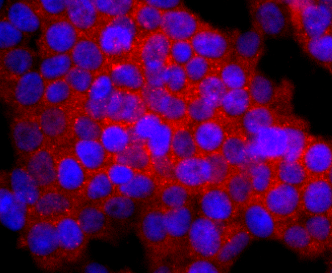 Calbindin Rabbit mAb