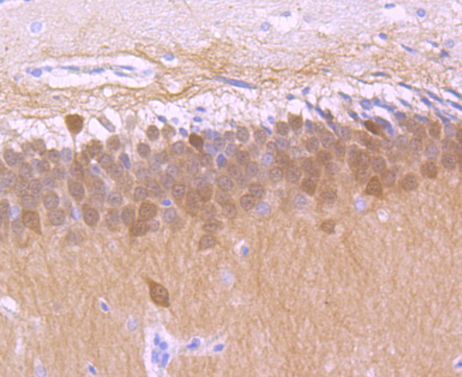 Calbindin Rabbit mAb