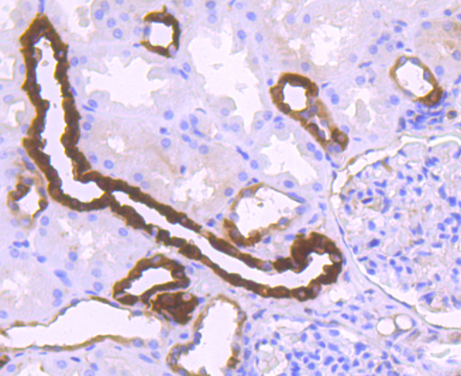 Calbindin Rabbit mAb