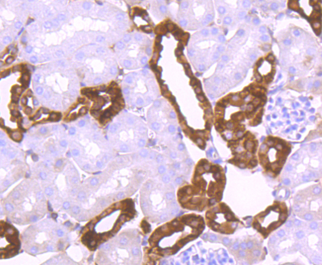 Calbindin Rabbit mAb