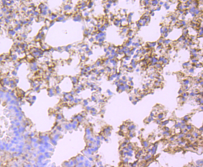 Albumin Rabbit mAb