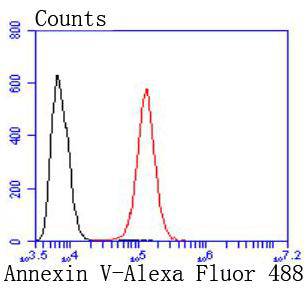 Annexin V Rabbit mAb