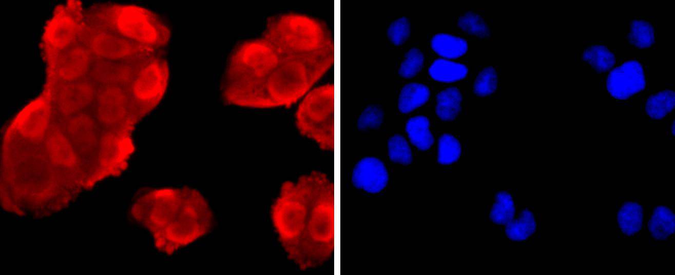 Annexin V Rabbit mAb