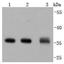 Annexin V Rabbit mAb