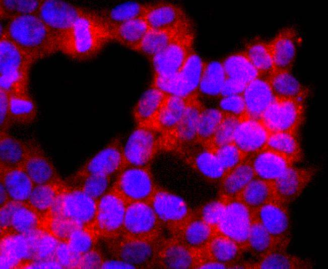 p38 MAPK Rabbit mAb