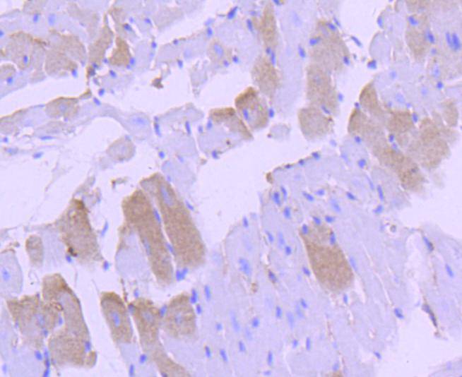 p38 MAPK Rabbit mAb