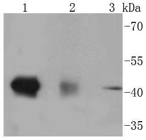 p38 MAPK Rabbit mAb