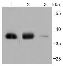 GAPDH(HRP conjugated) Rabbit mAb