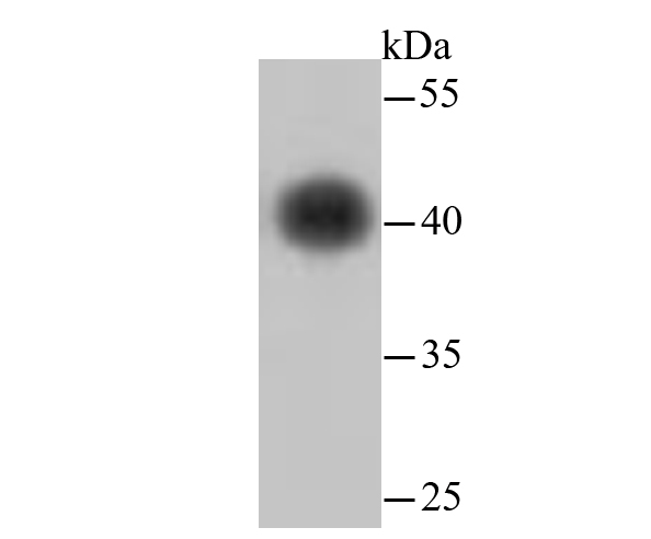 beta Actin(HRP conjugated) Rabbit mAb