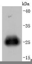 GFP(HRP conjugated) Rabbit mAb