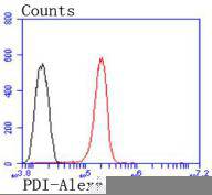 PDI Rabbit mAb