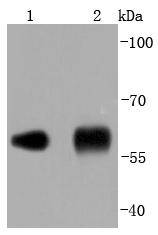 PDI Rabbit mAb