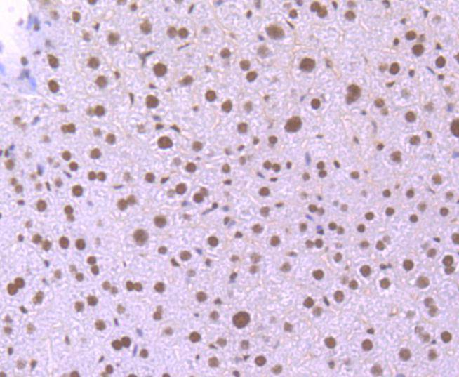 KLF4 Rabbit mAb