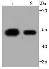 KLF4 Rabbit mAb