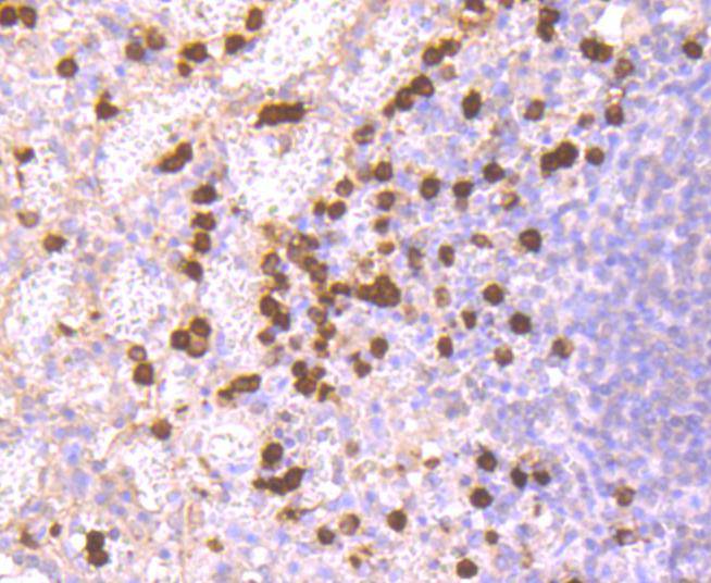 S100A9 Rabbit mAb