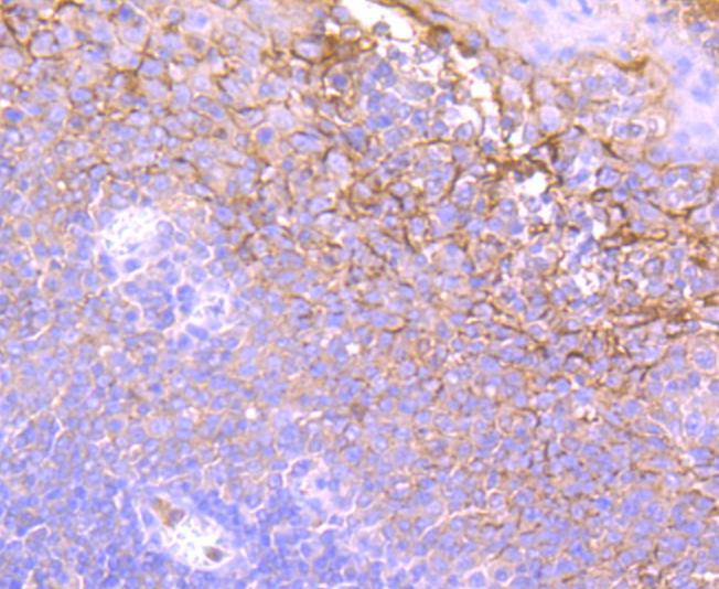 Neutrophil Elastase Rabbit mAb