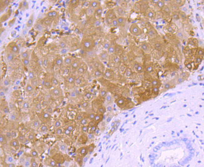 58K Golgi protein Rabbit mAb