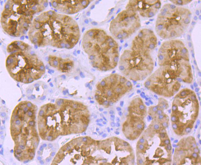 58K Golgi protein Rabbit mAb