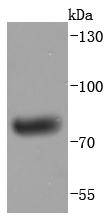 Human IgM Rabbit mAb