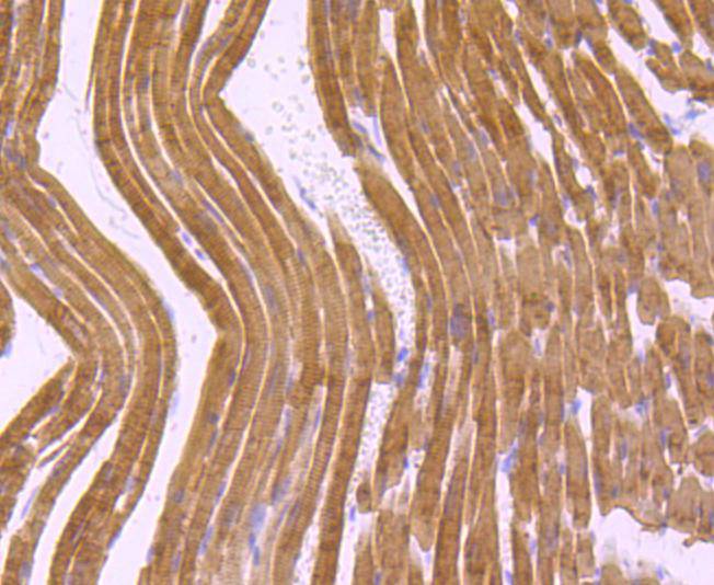 Myosin heavy chain Rabbit mAb