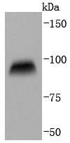 CD19 Rabbit mAb