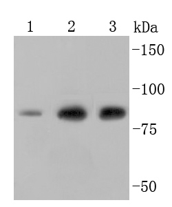 Ezrin Rabbit mAb