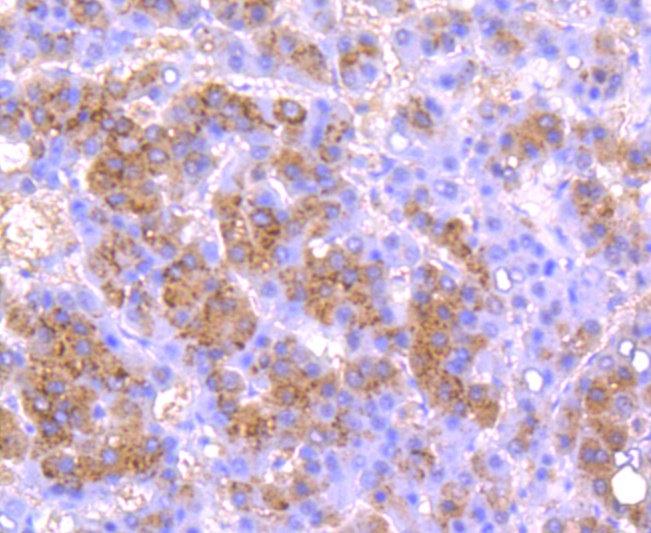 Urokinase Rabbit mAb