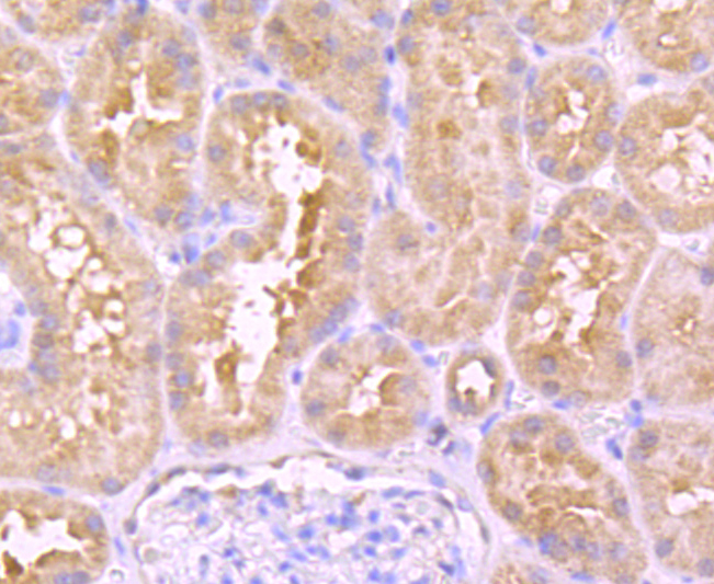 Urokinase Rabbit mAb