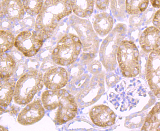 Urokinase Rabbit mAb