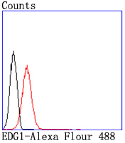 EDG1 Rabbit mAb