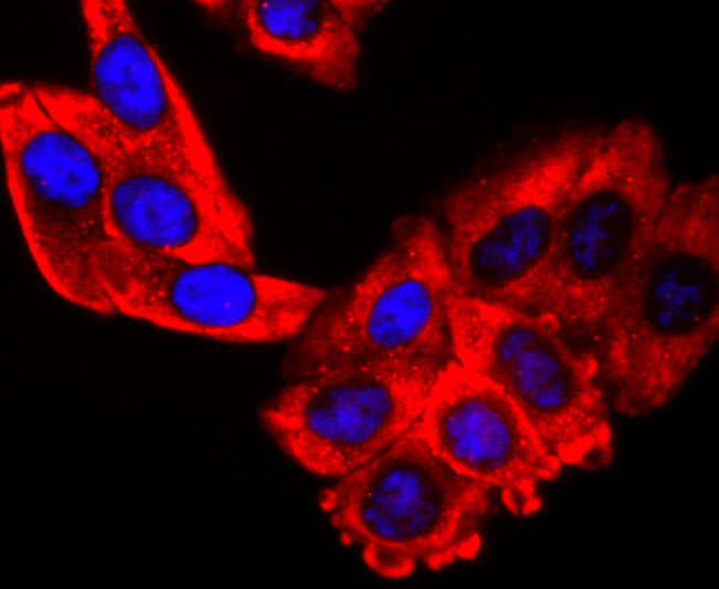 EDG1 Rabbit mAb