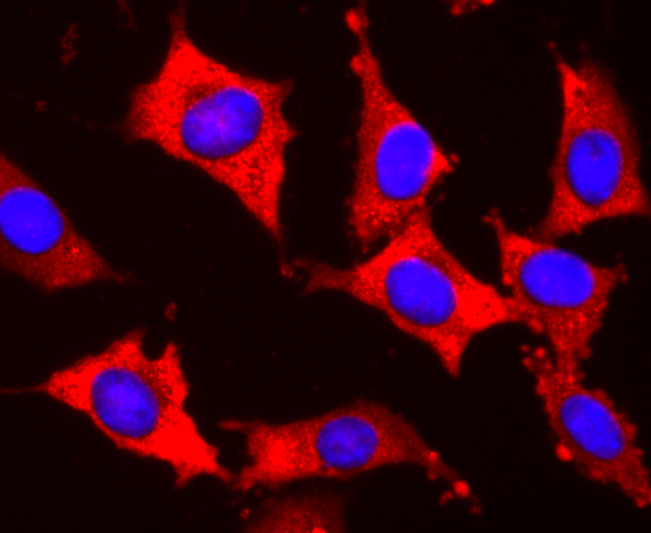 EDG1 Rabbit mAb