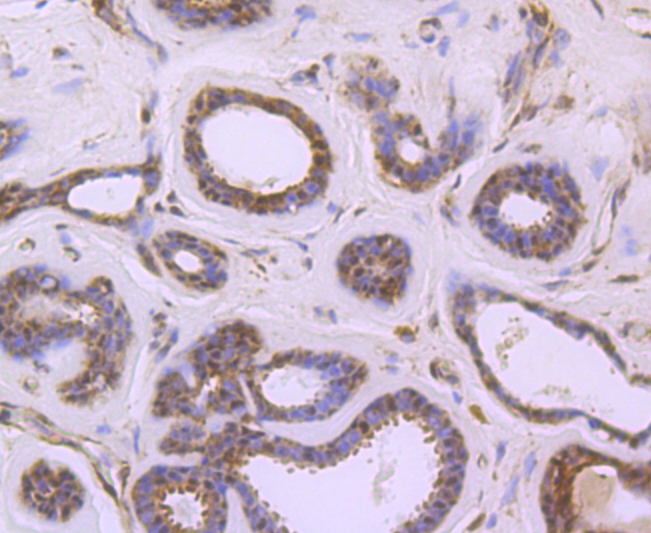 EDG1 Rabbit mAb