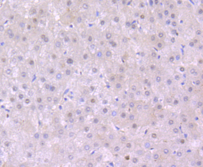 EDG1 Rabbit mAb