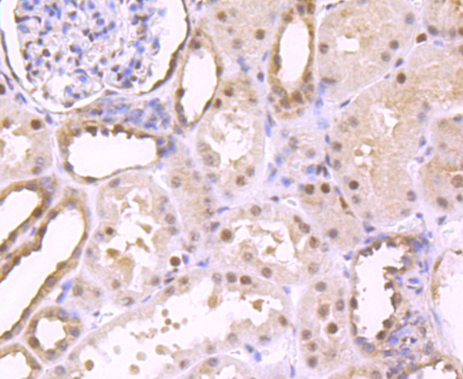 EDG1 Rabbit mAb