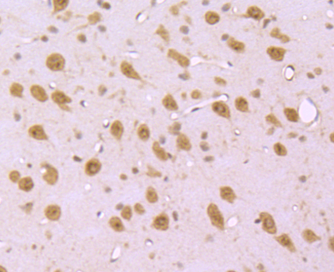 EDG1 Rabbit mAb