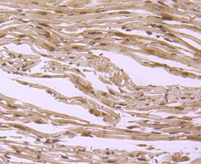 EDG1 Rabbit mAb