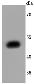 EDG1 Rabbit mAb