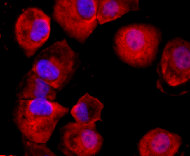 CD59 Rabbit mAb