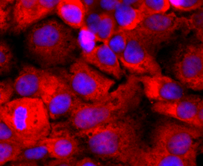 CD59 Rabbit mAb