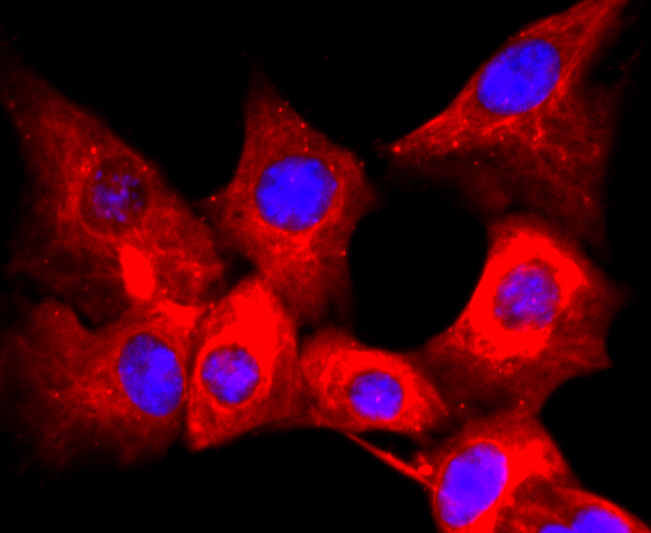 CD59 Rabbit mAb