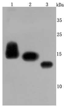 CD59 Rabbit mAb