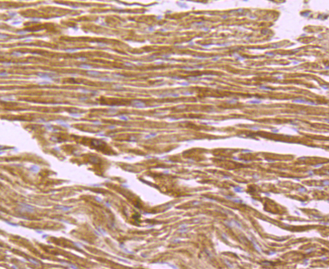 ATPB Rabbit mAb