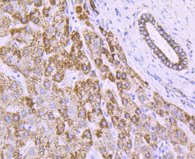 ATPB Rabbit mAb