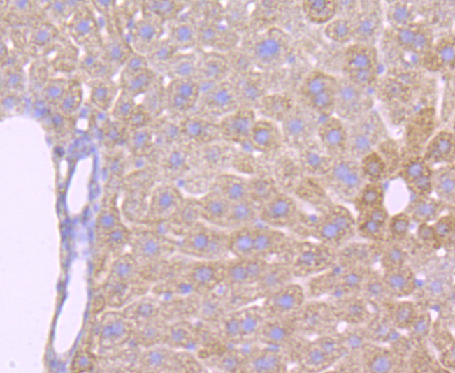 ATPB Rabbit mAb