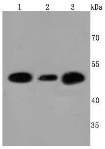 ATPB Rabbit mAb