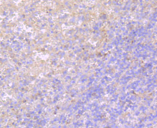 TLR5 Rabbit mAb