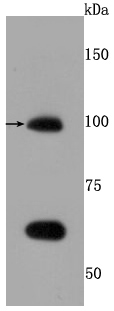 TLR5 Rabbit mAb