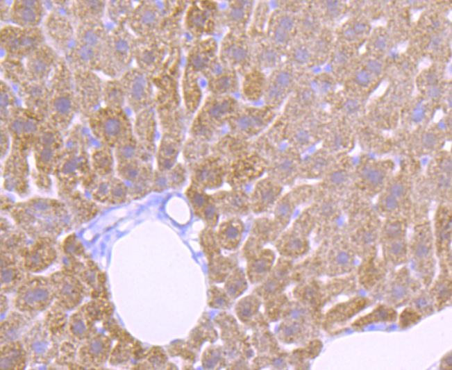 Catalase Rabbit mAb